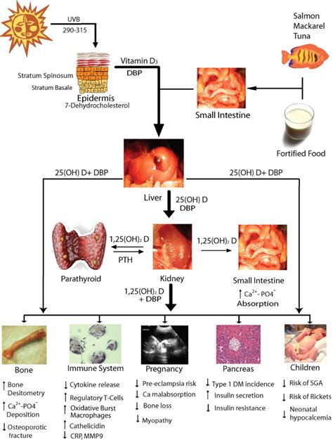 lv blood deficiency and lactation|Implications of vitamin D deficiency in pregnancy and lactation.